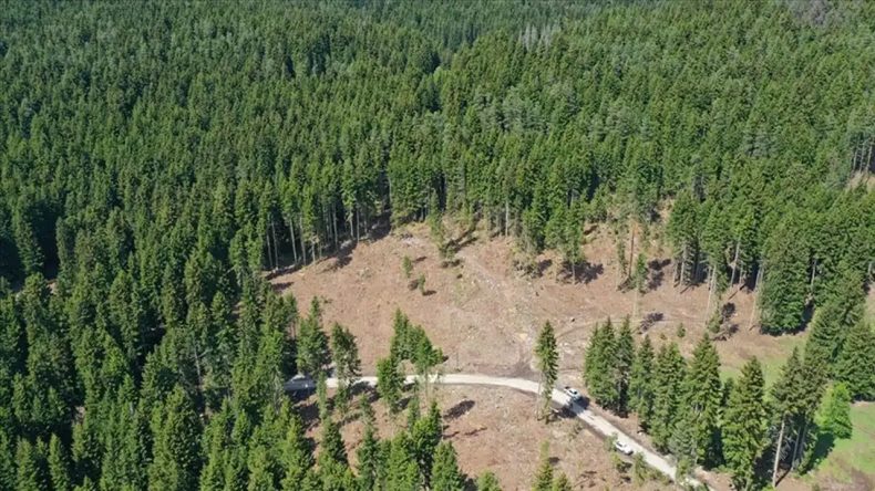 Bayraklı Ormanında Yapılaşma Tehdidi: Fahiş Fiyat Artışı Dava Açılmasını Engelliyor
