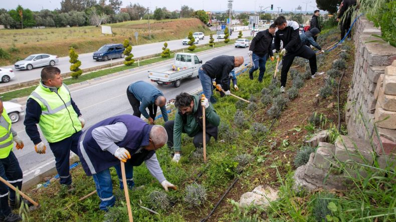 Güzelbahçe’de İmece Usulü Çalışma: Ağaçlara Bakım Yapıldı