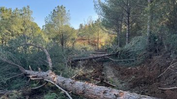 Belevi-Tire Yolu Güzergahındaki Ağaç Kesimi CİMER’e Taşıdı: Belediyeden Onay Alınmadığı İddia Ediliyor