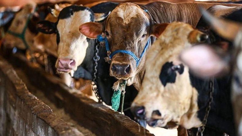 Et İthalatı Üreticiyi Vurdu: Besici Üretimden Kaçıyor
