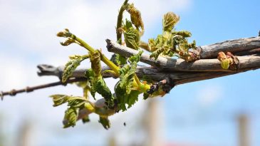 Etkileri Yıllarca Sürecek: Tarımda Zirai Don Kaybı Ciddi Boyutta