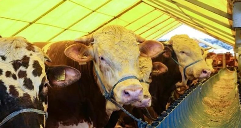 Fiyatlar Cep Yakıyor: Asgari Ücretliye Kurbanlık Hayal Oldu