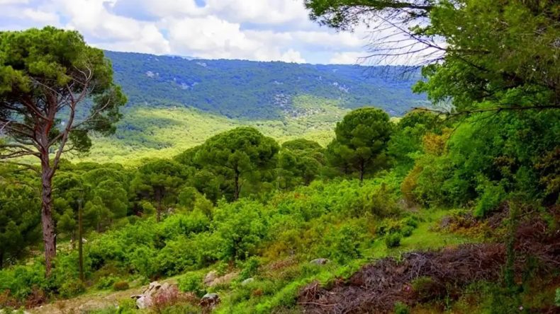 İzmir’in Çam Ağaçları Arasında Huzur Dolu Bir Köy: Kıranlı