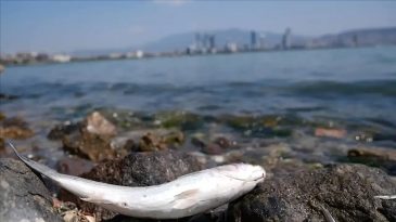 İzmir Körfezi ile ilgili endişe verici açıklama: Balık ölümleri yeniden yaşanabilir