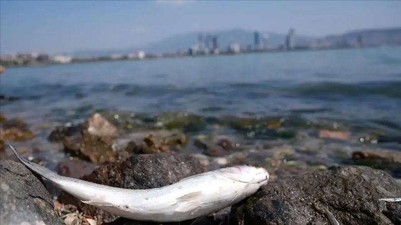 İzmir Körfezi ile ilgili endişe verici açıklama: Balık ölümleri yeniden yaşanabilir