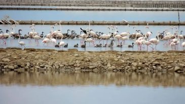 İzmir Kuş Cenneti’nde Acil Restorasyon İhtiyacı