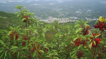İzmir’in Yeni Gözde İlçesi: Kemalpaşa’nın Nüfusu Hızla Artıyor