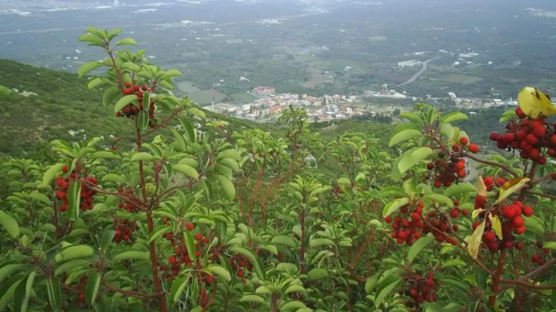 İzmir’in Yeni Gözde İlçesi: Kemalpaşa’nın Nüfusu Hızla Artıyor
