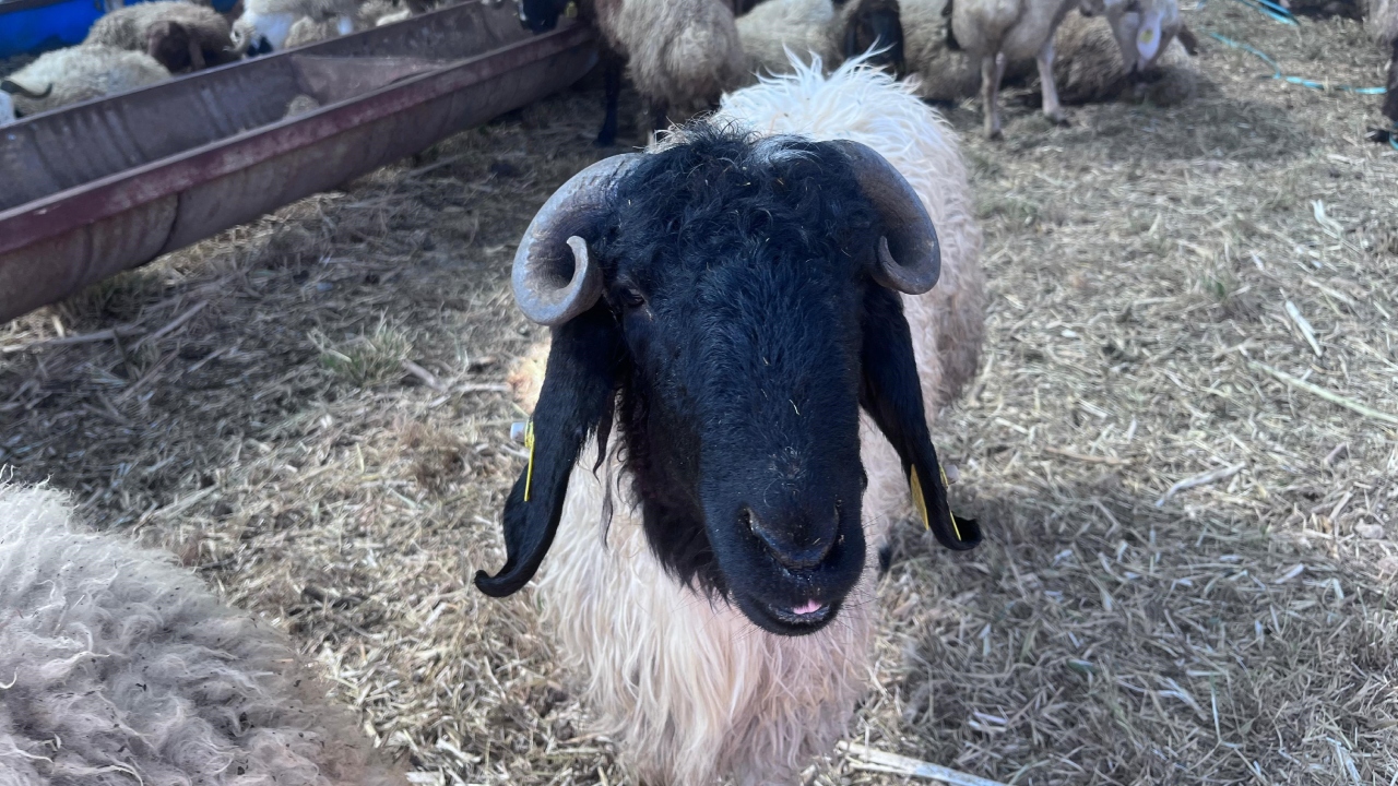 Kurban Pazarı