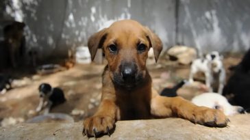 İzmir’de Sokak Hayvanları İçin Açlık Grevi Başlatılıyor