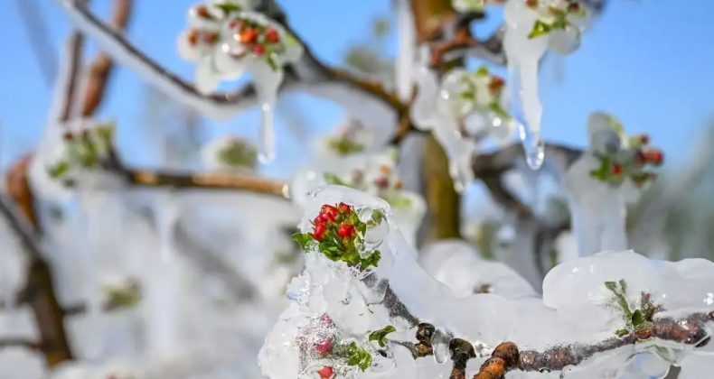 İzmir’e zirai donun etkisi: 42 bin ton kayıp