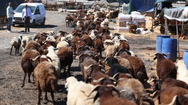 Karabağlar Bayram Hazırlıklarını Tamamladı: Kurban Kesim Alanları Açıklandı