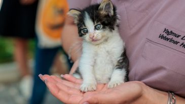 Konak’ta Anlamlı Buluşma: Patili Dostlar Ömürlük Yuvalarına Kavuştu