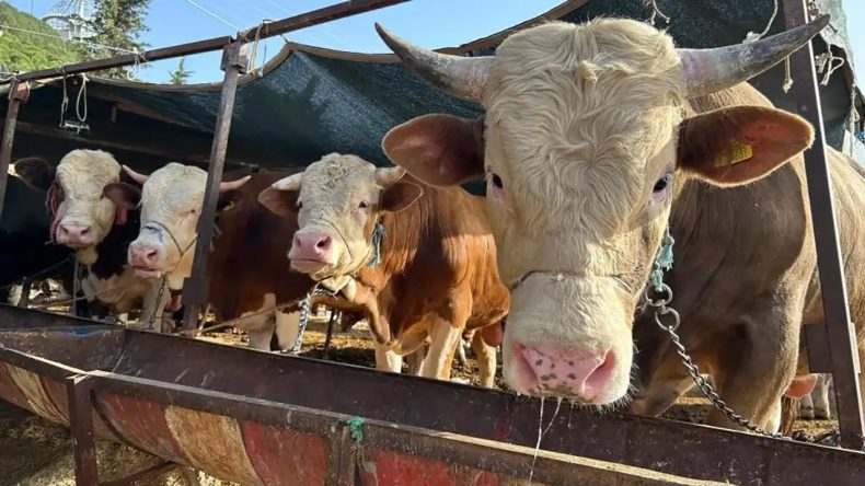 Kurban Bayramı Öncesi Satışlarda Düşüş: İzmir’de Kurbanlık Fiyatları Açıklandı