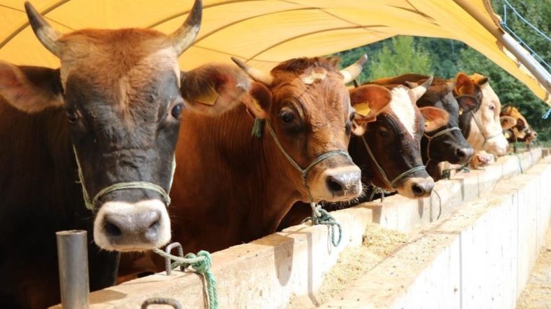 Migros’ta Kurbanlık Satışı Başladı: Kurbanlık Fiyatları Açıklandı