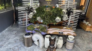 Seferihisar’da Şok Uyuşturucu Operasyonu: Villa’da Sera Düzeneği Ele Geçirildi