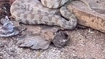 Tek Isırığıyla Tehdit Oluşturuyor: O İlde Yılan Panik Yaratıyor!