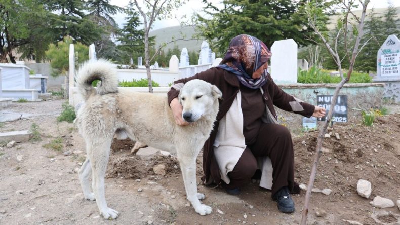 Vefalı Can Dost: Sahibinin Mezarı Başında Ayrılmıyor