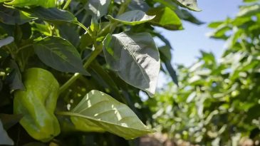 120 Yıllık Tarihiyle İzmir’in Eşsiz Arslanlar Biberi