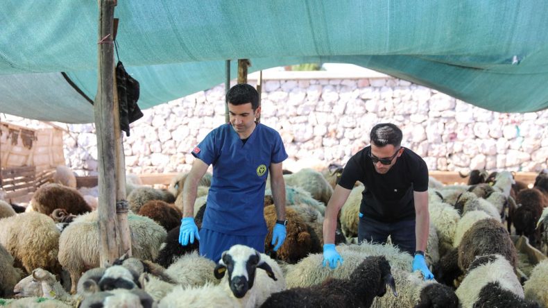 Buca’da Kurban Bayramı Denetimleri: Pazarlar Tek Tek İnceleniyor