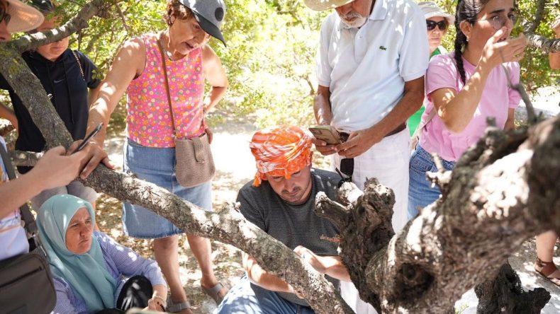 Çeşme'de Sakız Hasadı Eğitimi Verildi
