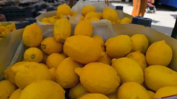 Çiftçiler Üzgün: Limonun Fiyatı 27 Lira Oldu