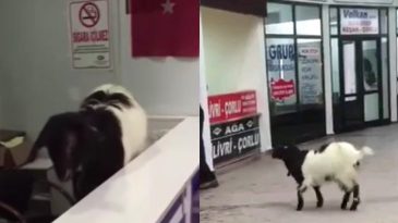 Hırsız Keçi İş Başında: Rakip Firmanın Dükkanını Soydu