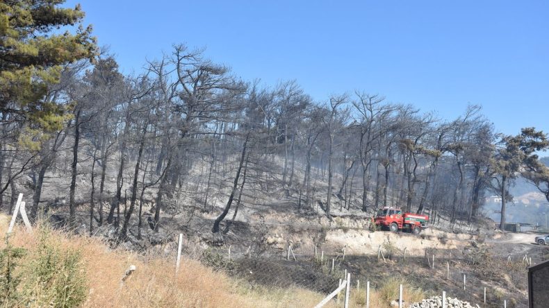 İzmir Kemalpaşa’da Orman Yangını: 4 Hektar Alan Zarar Gördü