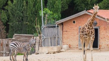 İzmir’in Keyifli Bayram Noktası: Doğal Yaşam Parkı Kapılarını Açıyor