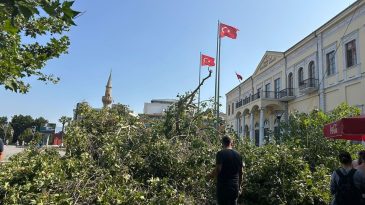 İzmir Valiliği Önündeki Tarihi Çınar Ağaçının Devrilmesi