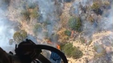 İzmir’de Arıcının Tütsüsü Ormanı Ateşe Verdi