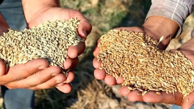 İzmir’de Çiftçilerden Tepki: Köylüler Buğday Üretemez Duruma Düşürüldü
