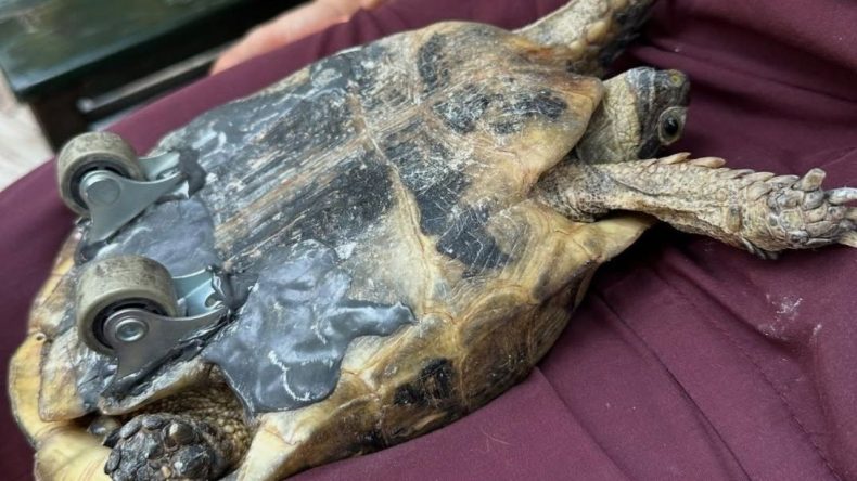 İzmir’de Kaplumbağaya Tekerlekli Umut
