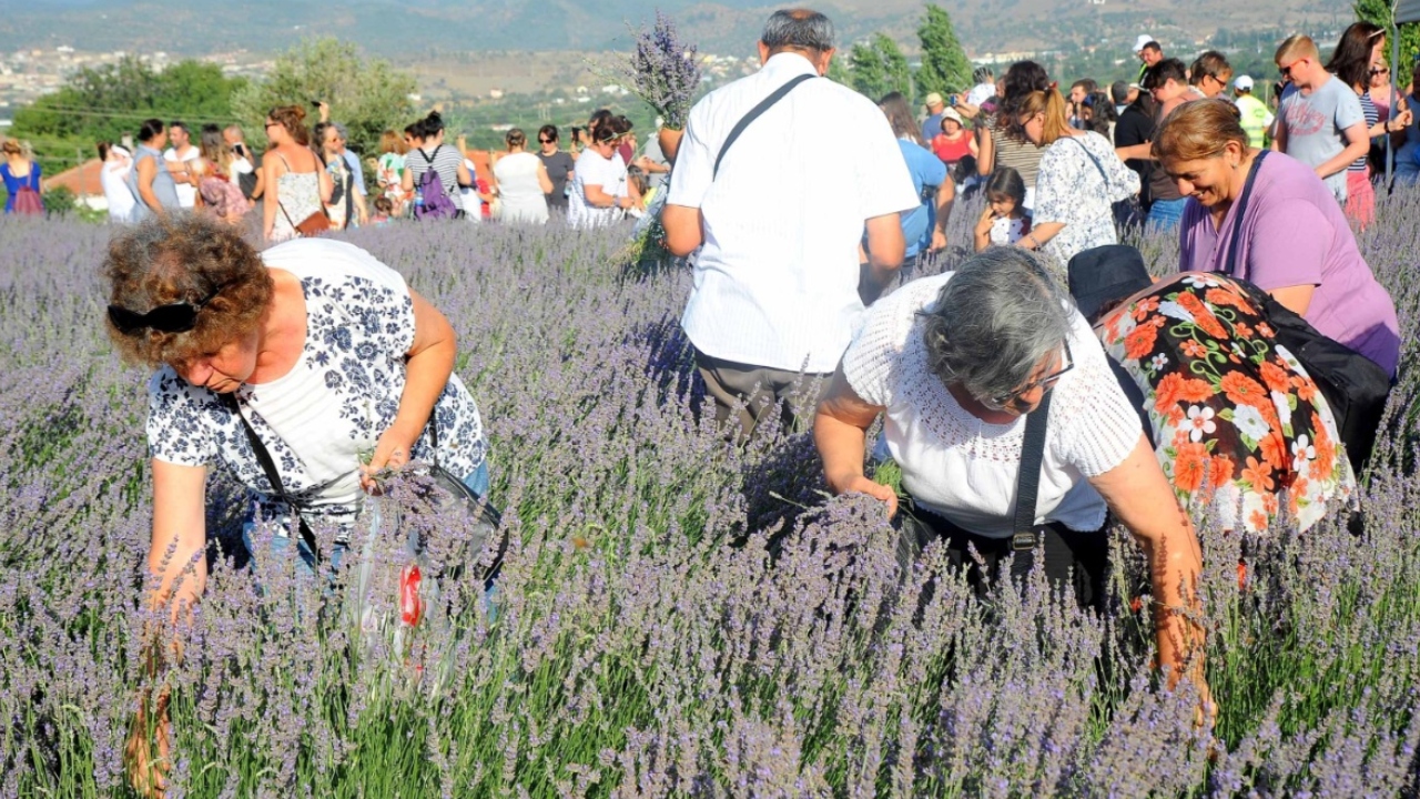 Lavanta Hasadı Etkinliği
