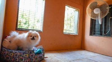 İzmir’de Patili Dostlara Özel Otel: Kurban Bayramı’nda Dolup Taşacak!