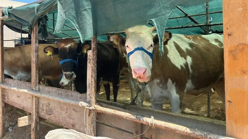 İzmir’deki Üreticiler İsyan Etti: “Gelecek Yılda Kurban Görmeyiz”