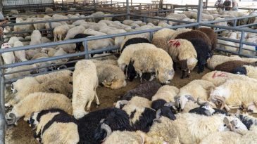 Karşıyaka’da Bayram Denetimleri: Kurbanlıklara Sağlık Kontrolü Yapıldı