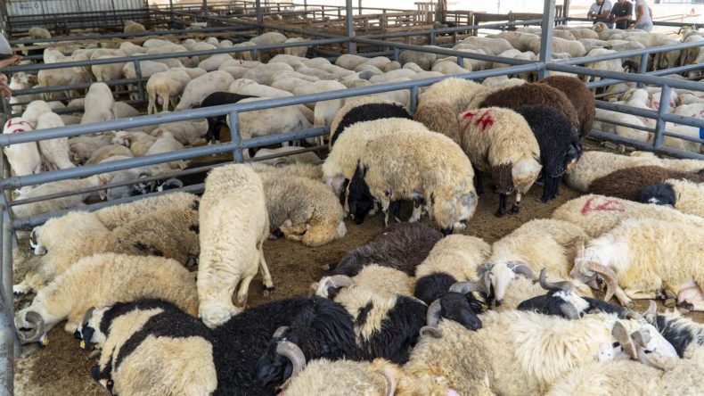 Karşıyaka’da Bayram Denetimleri: Kurbanlıklara Sağlık Kontrolü Yapıldı