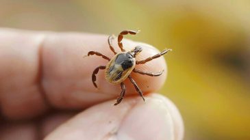 Kurban Bayramı Hikayesi Acıya Dönüştü: Kene Isırığı Hayatı Sonlandırdı