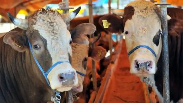 Kurban Bayramı Kaç Gün? Kurban Bayramı Tatili Ne Zaman Bitiyor?