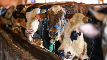 Kurban Bayramı’nın İkinci Gününde Fiyatlar Düştü: Zararına Satıyorum