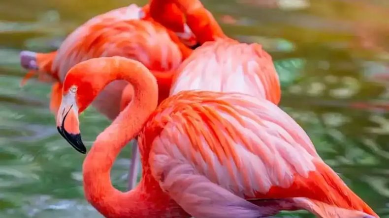 Nedenini duyunca çok şaşıracaksınız: İzmir’in meşhur flamingoları neden pembe renkli?