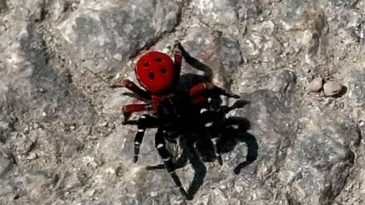 Rengi Güzel, Etkisi Kötü: Bu Böcek Sandığınız Gibi Değil