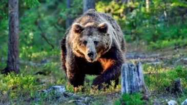 Talihsiz Gencin Ayı Saldırısına Uğraması