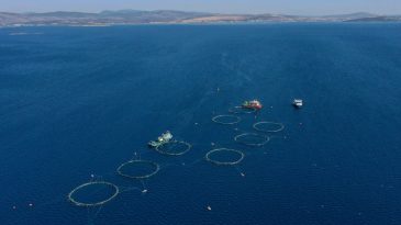 Akdeniz Orkinosları İzmir'e Taşınıyor: &Ccedil;eşme A&ccedil;ıklarında Zorlu M&uuml;cadele