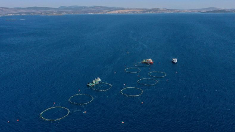 Akdeniz Orkinosları İzmir'e Taşınıyor: Çeşme Açıklarında Zorlu Mücadele