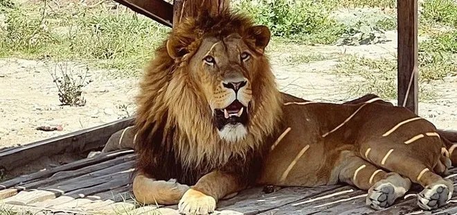 Manavgat Aslan Saldırısı