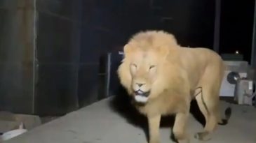 Aslan Zeus'un Ka&ccedil;ışı Sonrası Eşini Kaybetti