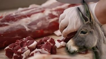 Bakanlık Uyardı: Vatandaşlara At ve Eşek Eti İkram Edildi
