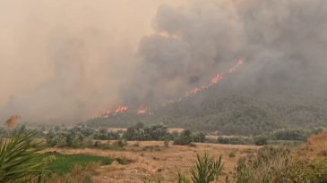 Bilecik'te Orman Yangını 4. G&uuml;n&uuml;nde: D-650 Karayolu &Ccedil;ift Y&ouml;nl&uuml; Trafiğe Kapandı!